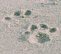 sand, paw prints, beach